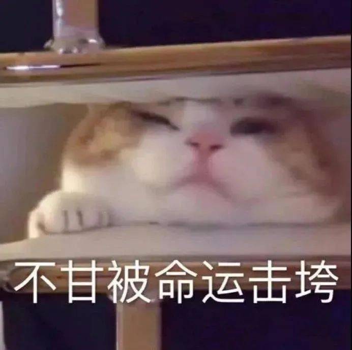 沙雕表情包沙雕猫猫表情包