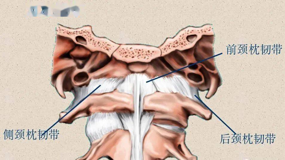 在椎骨前面的是前纵韧带,上连枕骨大孔前缘,下达骶骨(s1或2)前面,紧贴