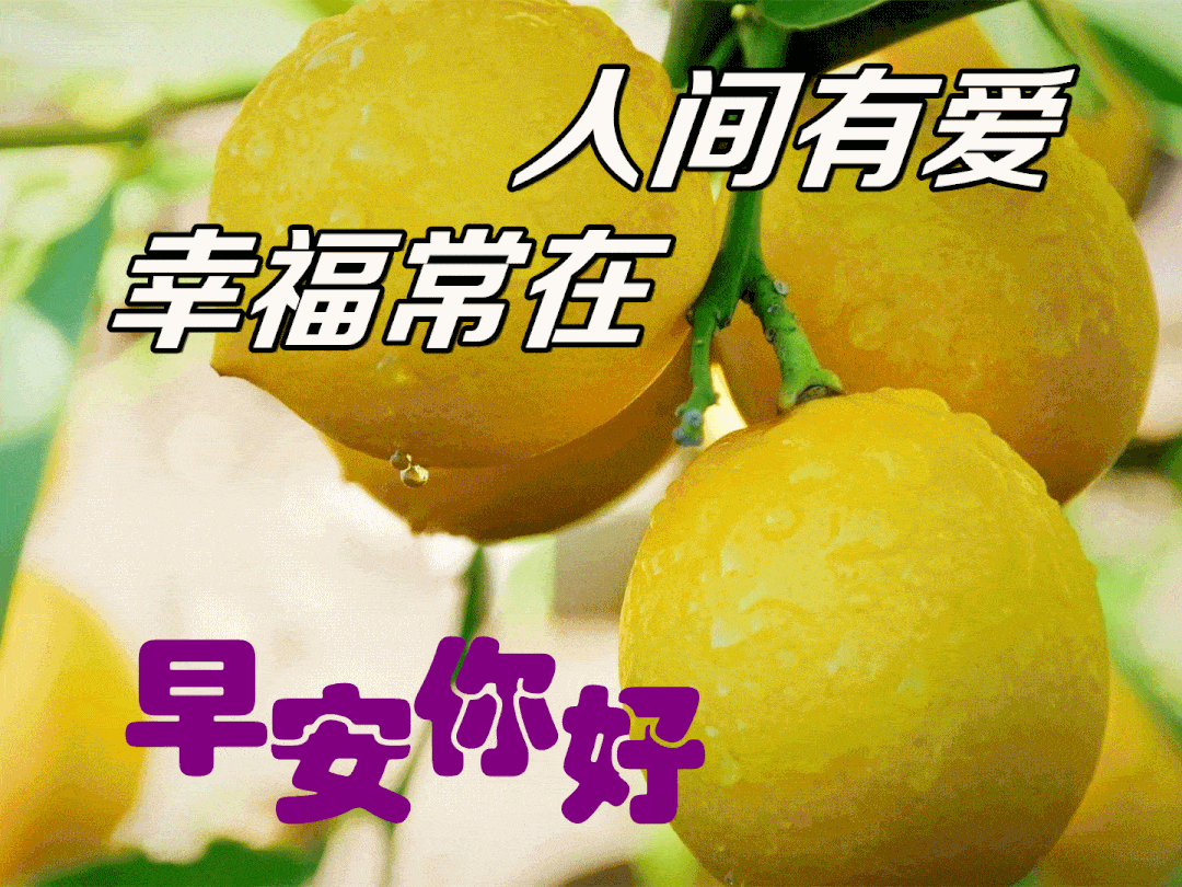 清晨问候大家早上好的漂亮鲜花图片,早上好温馨祝福语录图片