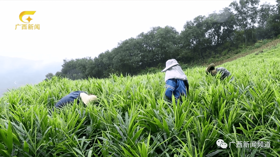 广西日报环境秀美生活甜美乡村和美田东县建设幸福乡村见闻