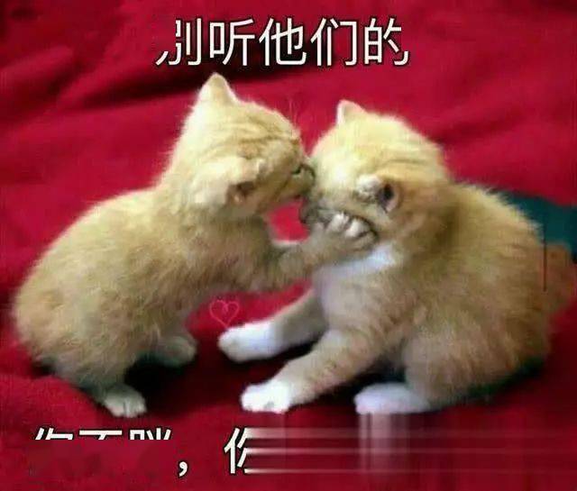 免费送猫是真是假 fb6725f75d364206995d3aeaf5911961.jpeg