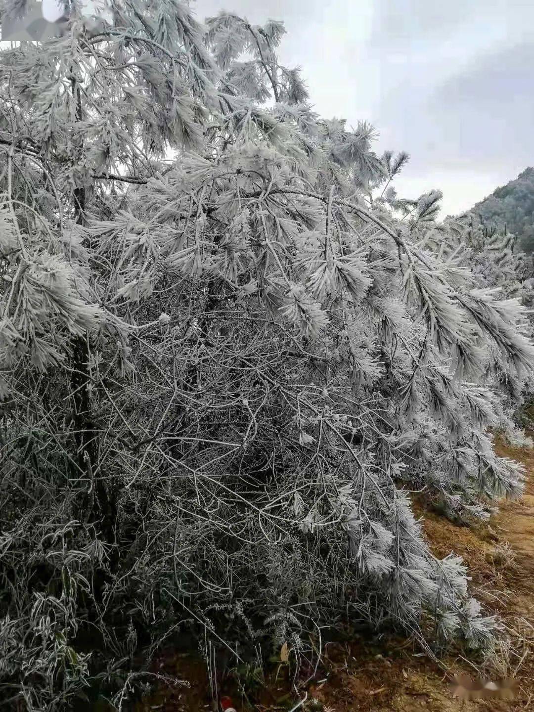 潮州凤凰山雪景