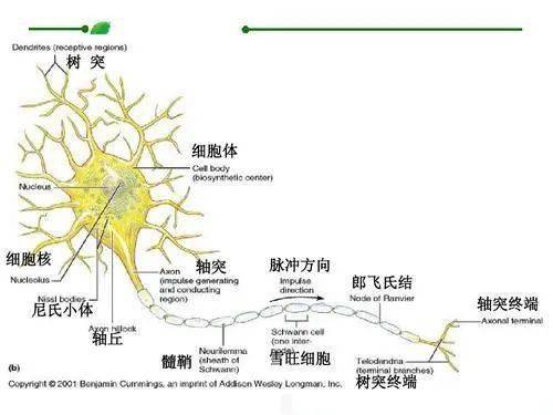 在"神经系统的结构与功能"一节的运动神经元结构图中,轴突外周有髓鞘