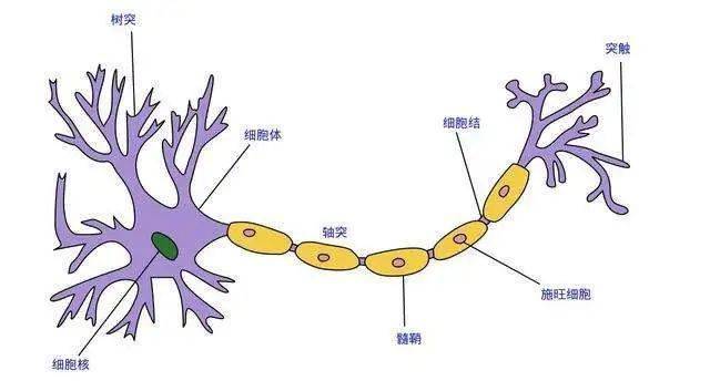 schwann)在研究蝌蚪神经时发现神经外有髓鞘细胞