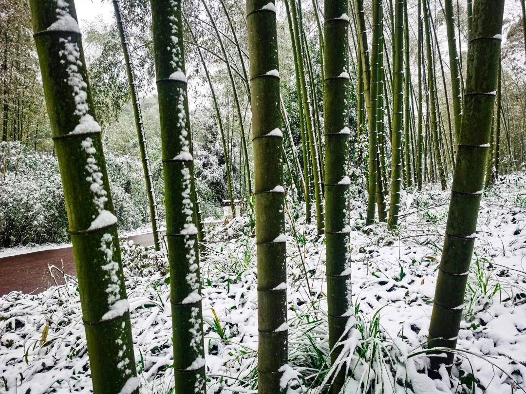 雪后的蜀南竹海景区,避开人潮拥挤,尽享万亩竹海尽染雪的美景_竹林