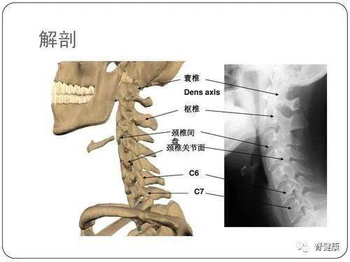 脊柱是人体健康之本,各种常见病症与相关的脊椎位置(干货收藏)