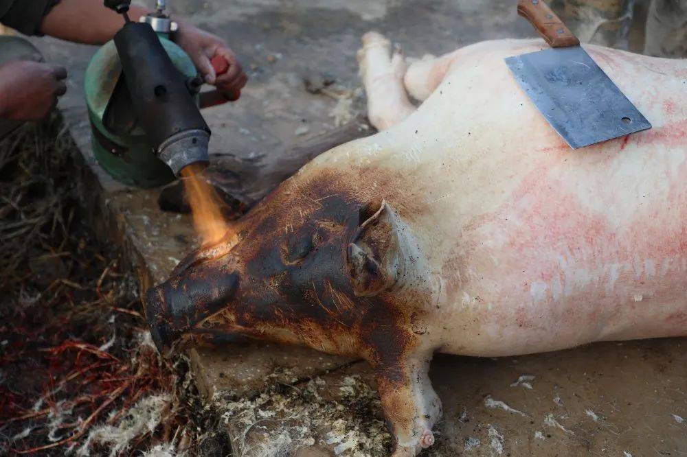 壶,盆把烧开的水浇在猪身上 有条不紊地用"十八般武艺" 张罗着给猪烫