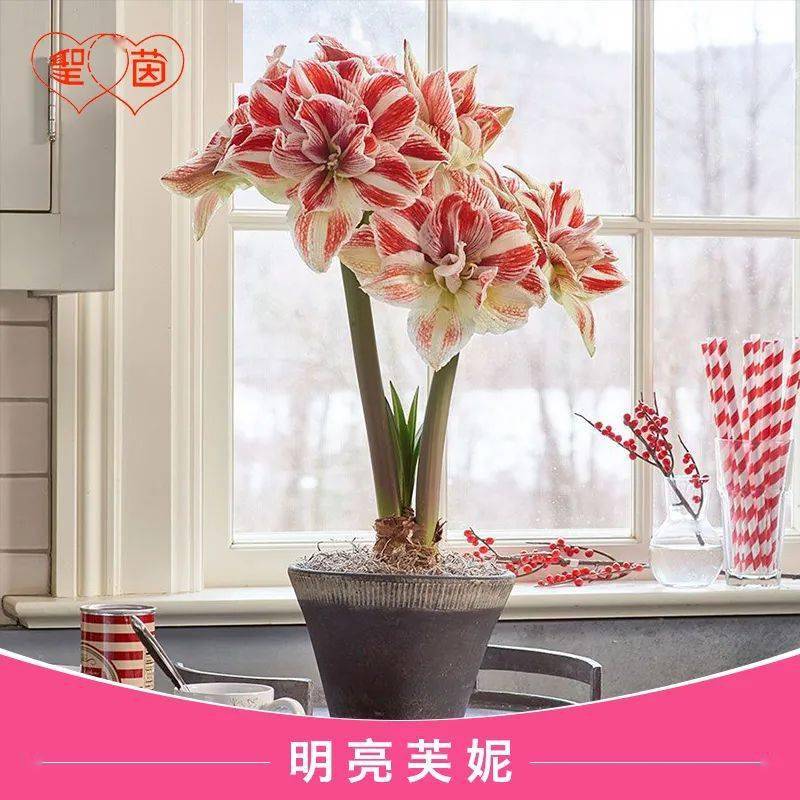 圣茵朱顶红周六直播准时约定您