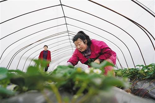 淮河庄台我的家