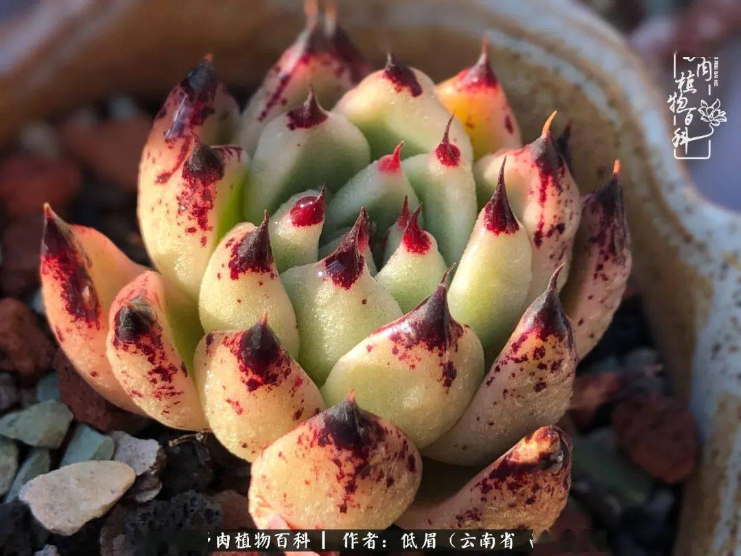 万圣夜