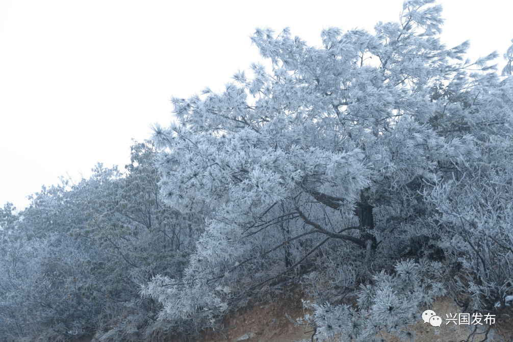 兴国雪景!看完图二,彻底沦陷了._大乌山