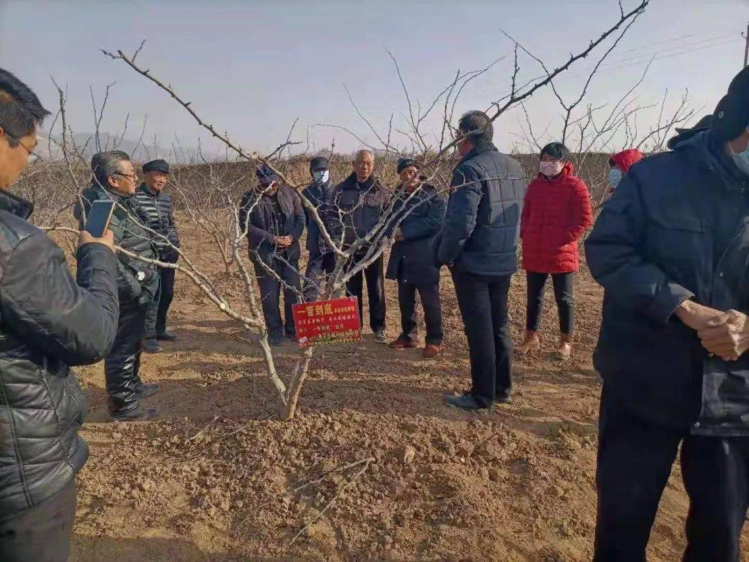 花椒树修剪管理只需记住这四点,太实用了