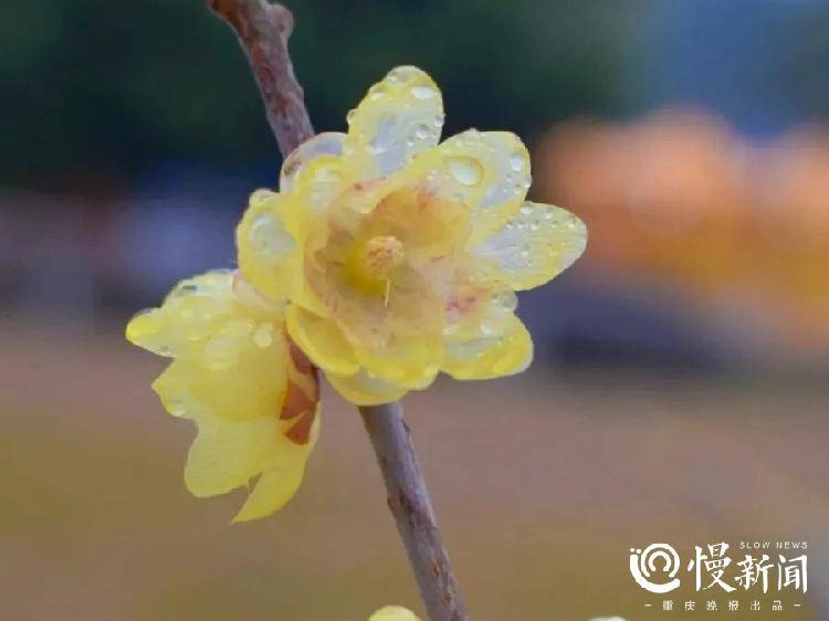 又是一年蜡梅花香！主城区“赏蜡梅地图”带你寻梅追香