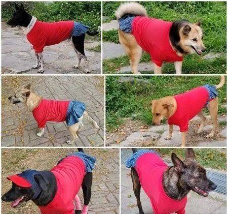 為6隻愛犬買了同款新衣服，結果出門發現撞衫了... 萌趣萌寵 第4张