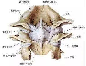 夹肌与最长肌均止于上颈椎横突和乳突;头后大直肌起于枢椎棘突,止于