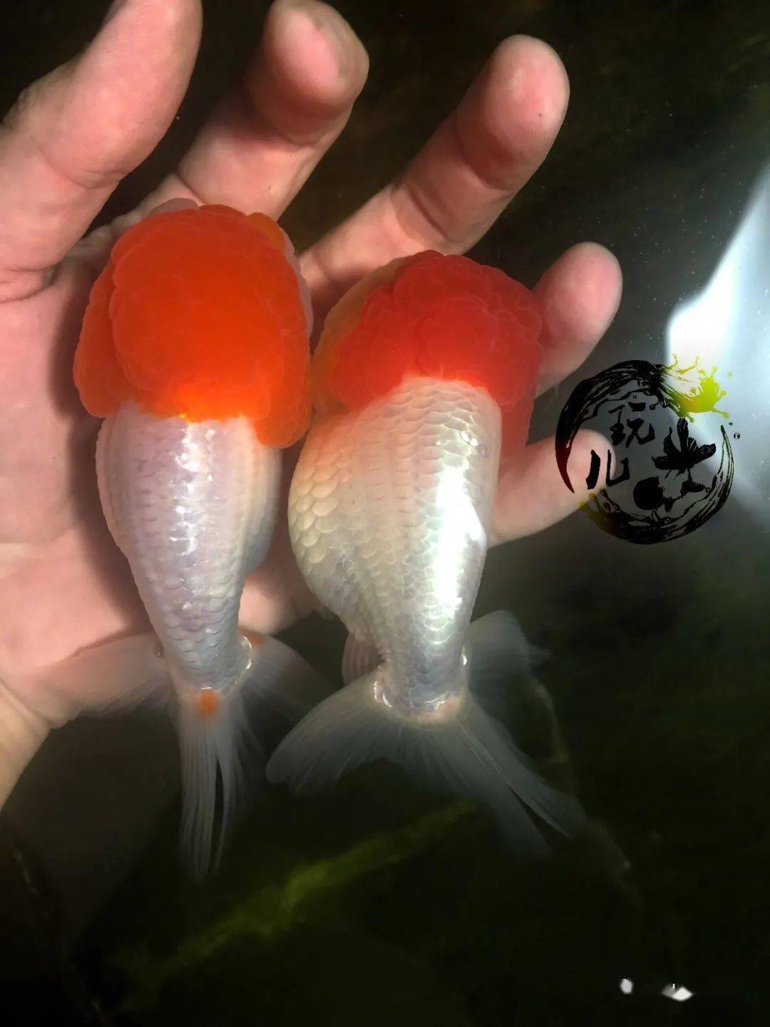 怎么看金鱼有没有寄生虫 8cb41a74fa93418281b560e67961ed8e.jpeg