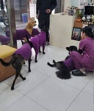 為6隻愛犬買了同款新衣服，結果出門發現撞衫了... 萌趣萌寵 第2张