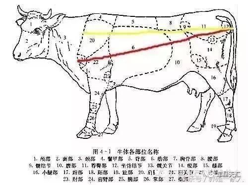 科学养牛:怎么估算牛重量?