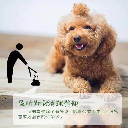 物业温馨提示|《民法典》之依法养犬 文明养犬
