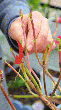 240_432 竖版 竖屏