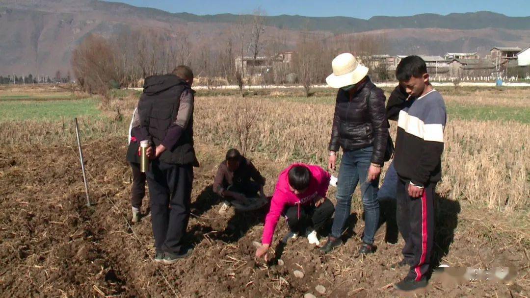 鹤庆县辛屯镇妙登村利用撂荒地示范种植小春土豆