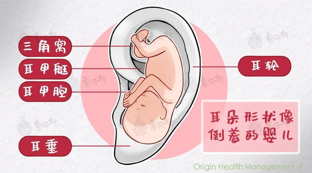 警惕:耳朵是全身缩影!可以提示冠心病,妇科病,甚至肺和消化疾病!