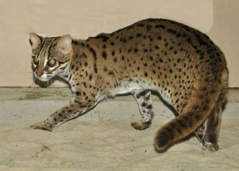 "我捡了一只野猫,差点被抓去坐牢!