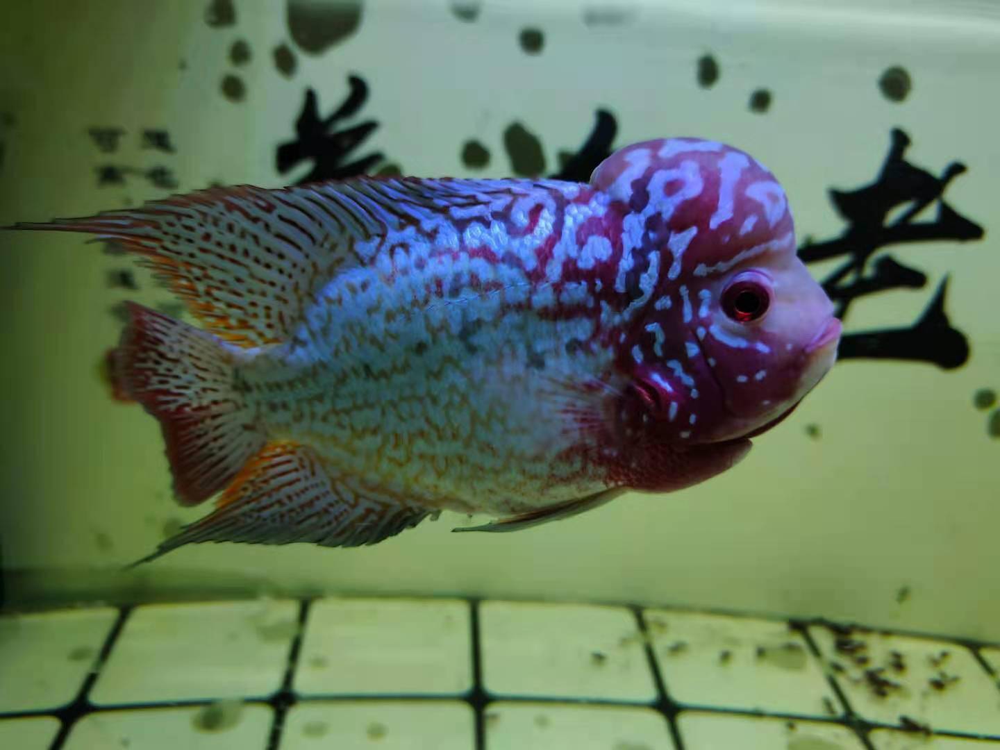 鱼多久换一次鱼缸 241e01debefa49139d04127ab7a395c3.jpeg