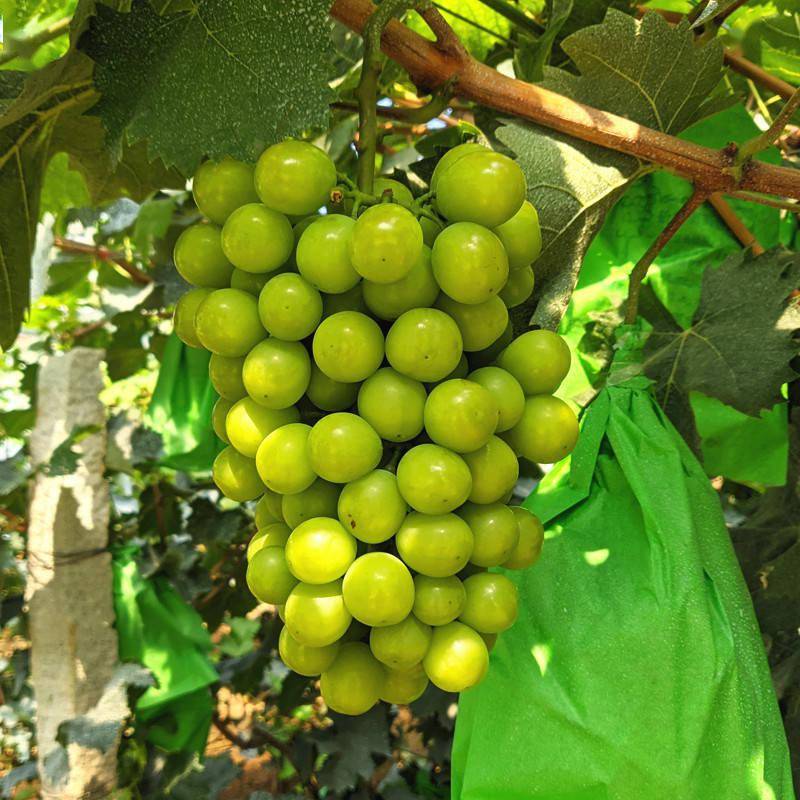 阳光玫瑰葡萄树苗几年结果 c8e76149d0804ba98b980795c905d4f3.jpeg