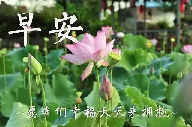 微信群发给朋友早上好祝福语录,中老年表情包 鲜花动态图片带字