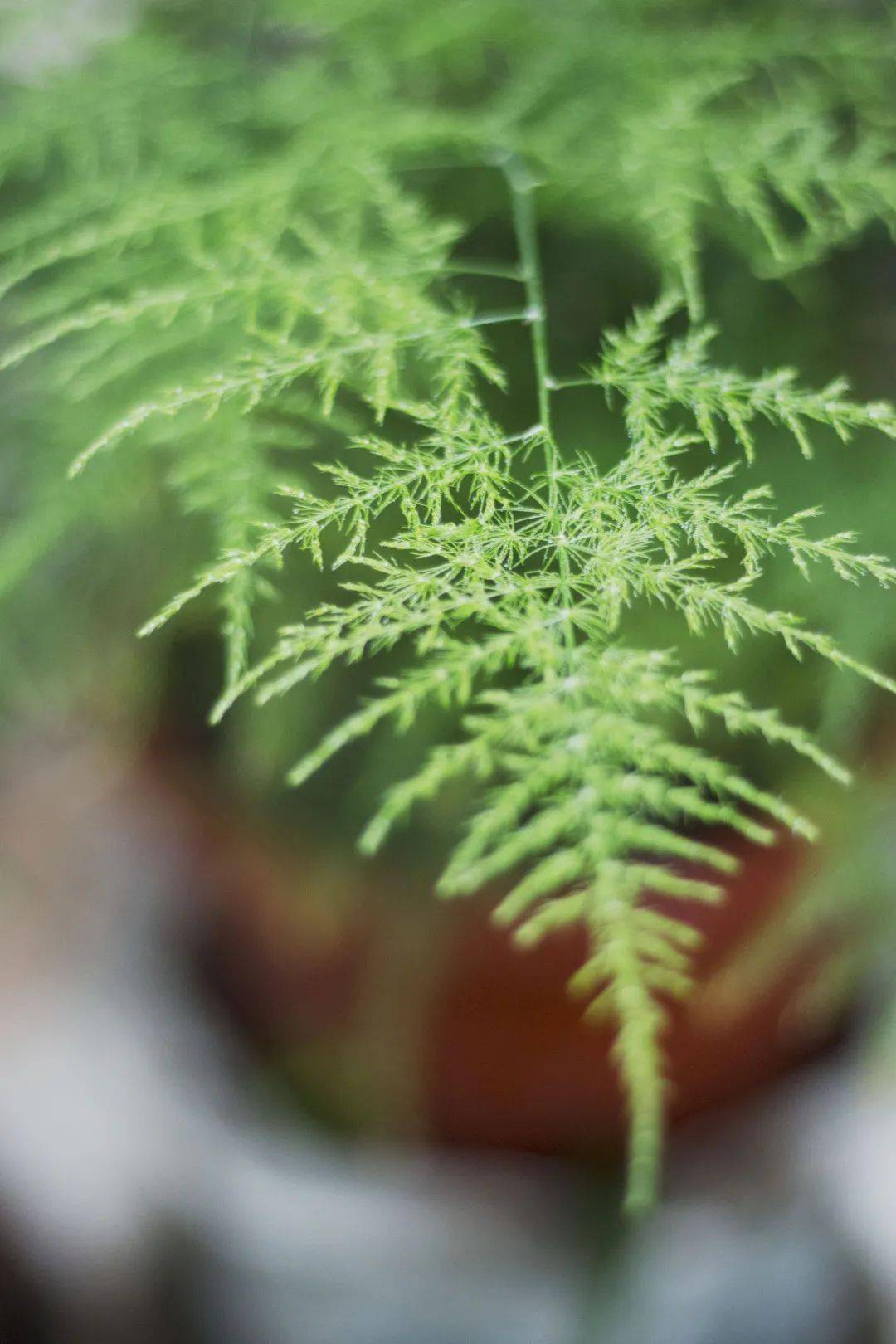 室内绿植推荐攀爬 6001074084b24eacb554178da58cbc25.jpeg