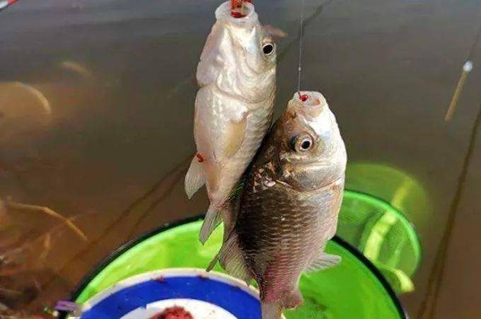 野钓大鲫鱼