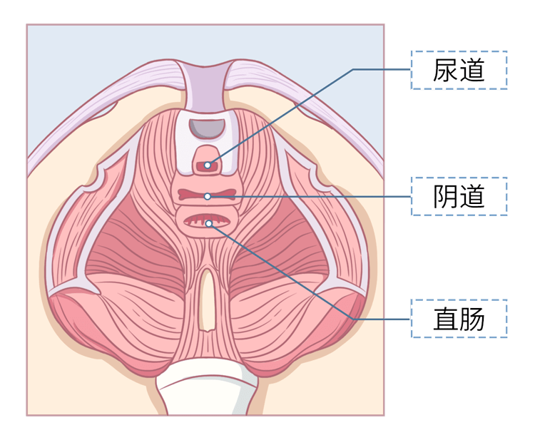 这个时间段 腹腔的压力会越来越大 腹腔脏器下坠会让下肢血液不流畅