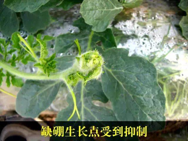 西瓜缺硼巧应对!最齐全的西瓜缺硼症状及防治措施