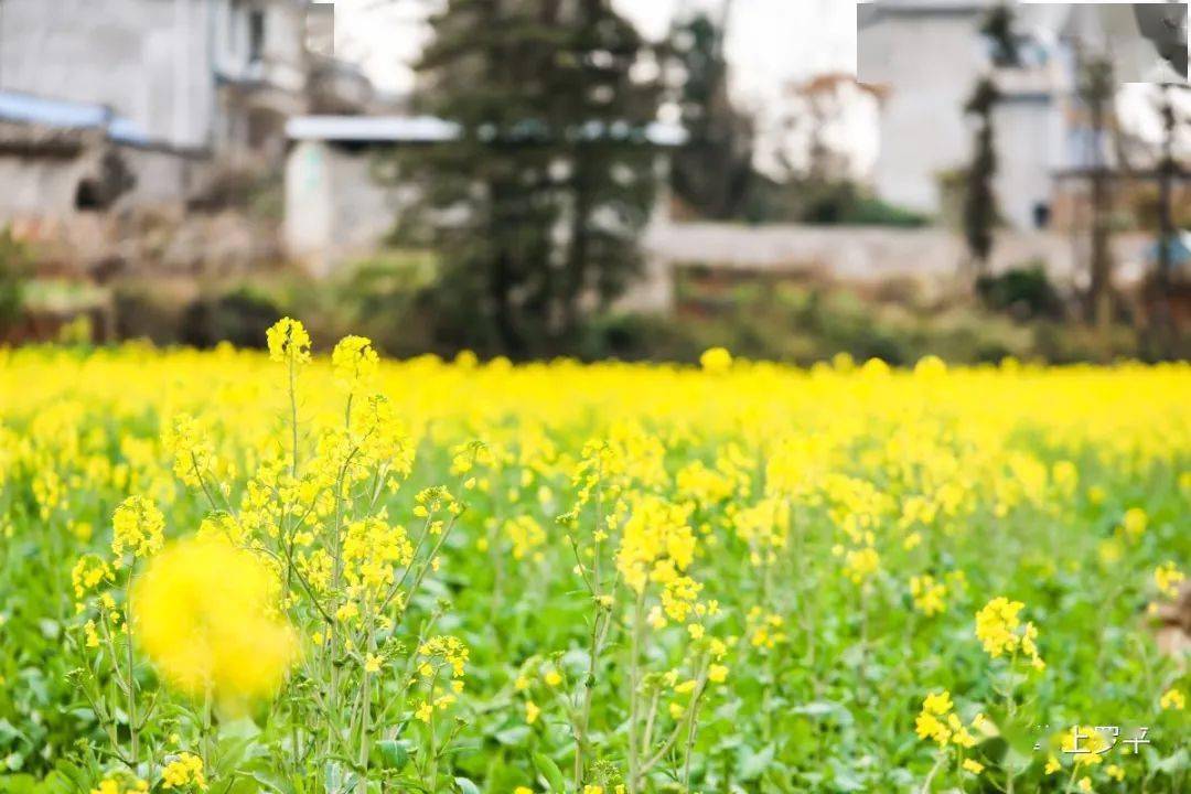 2021罗平第一波油菜花已上线.