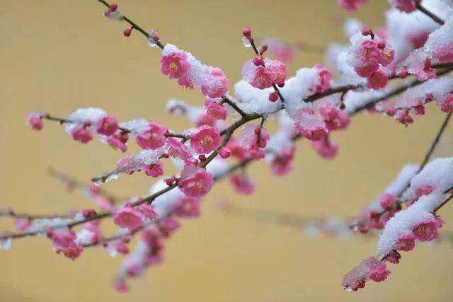 飘雪欲来人已醉,梅花不觉近窗前.