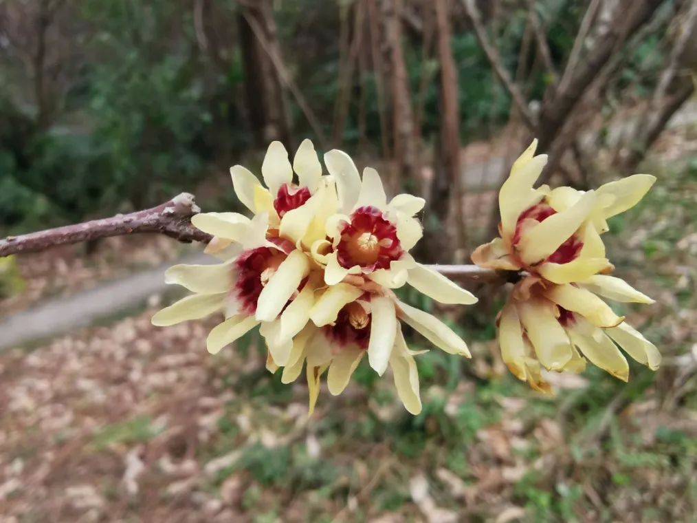 狗蝇蜡梅这一片蜡梅隐逸于山林,花开自在,正符合蜡梅超凡脱俗,高洁清