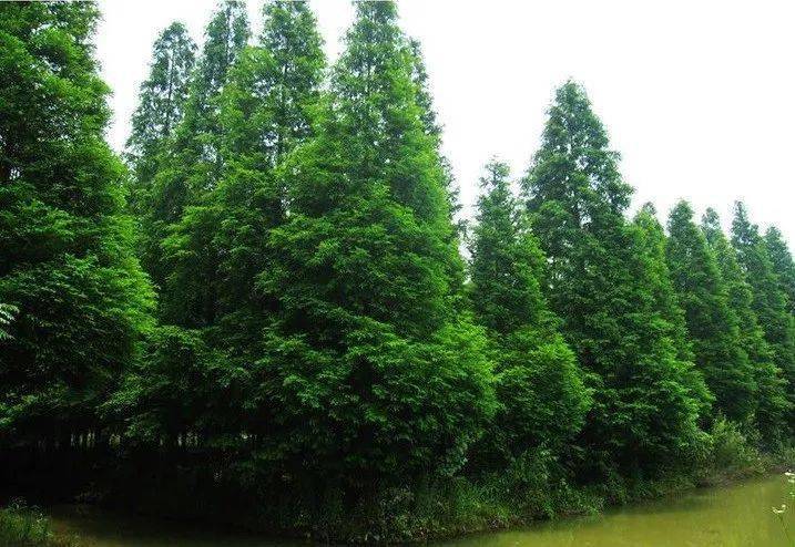 柏木,又叫垂柏,香扁柏,柏科常绿乔木,高可达15～20米,树冠浓密,苍翠