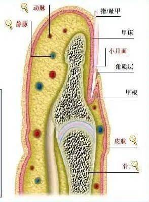 看指甲就能了解健康状况是的