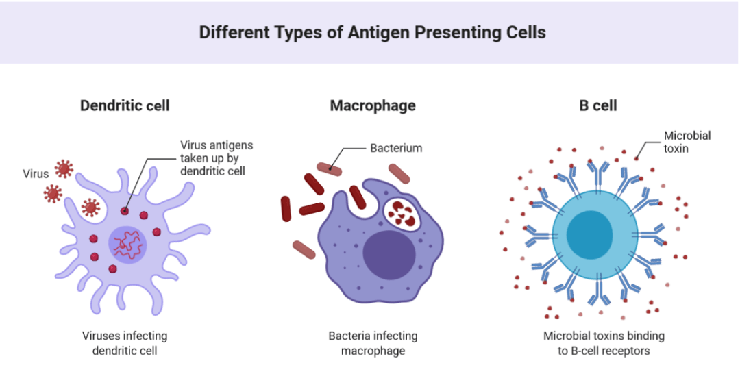 抗原提呈细胞可以分为三类,分别是:树突状细胞,巨噬细胞和b细胞,这