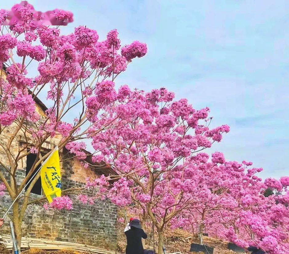 近日江门 多了一种网红树——  紫花风铃木 ■■■■■ 大石头景区