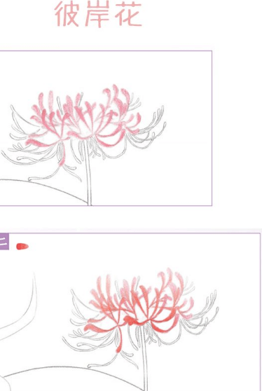 彩铅花卉教程 | 绝美彼岸花