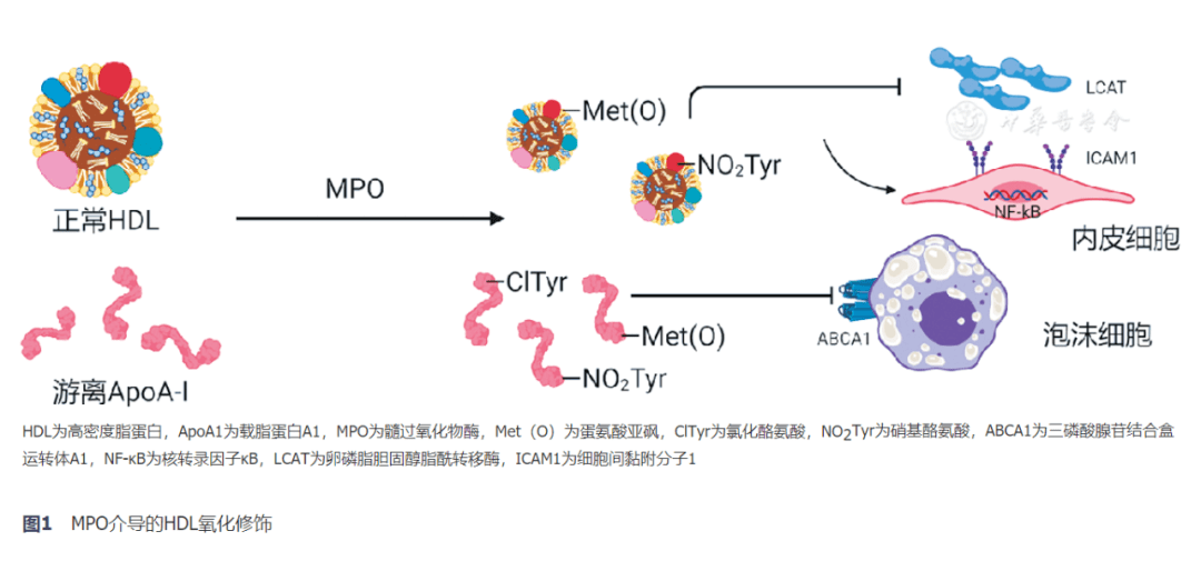 综述高密度脂蛋白的蛋白修饰与心血管疾病的关系