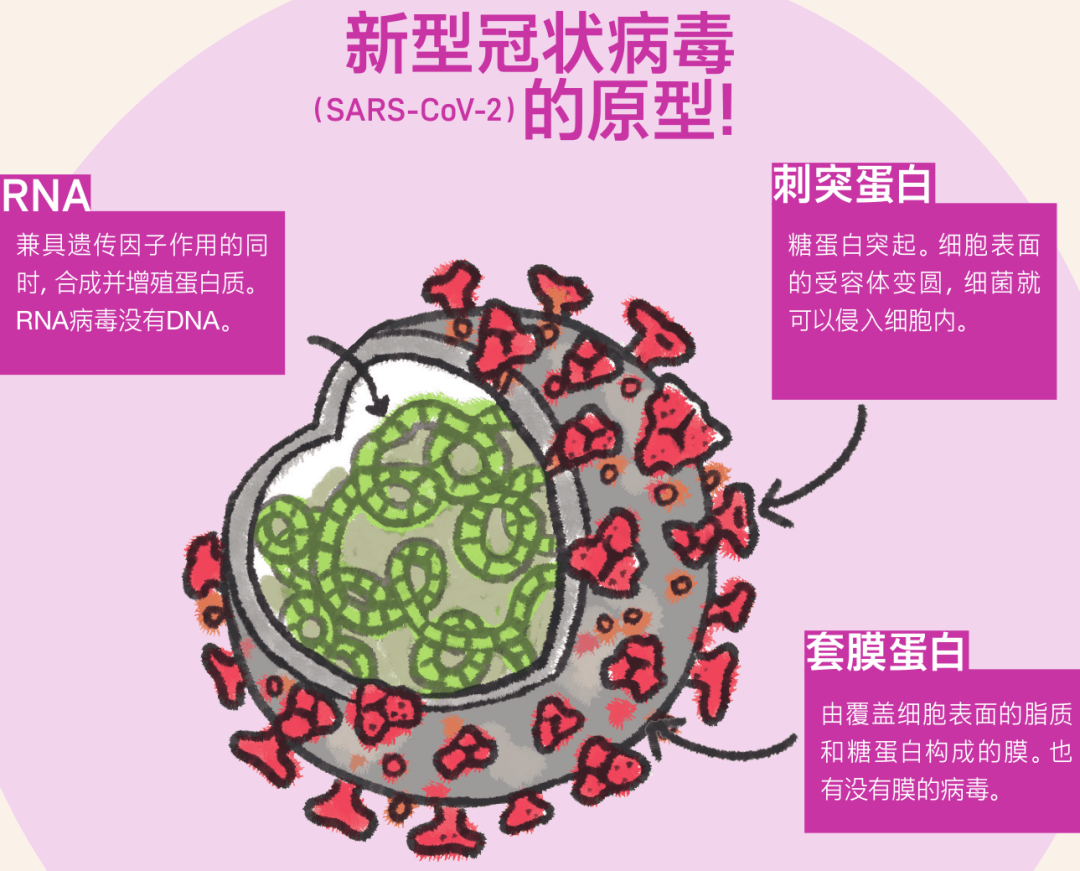 "新冠"无症状感染者增多,与病毒长期战斗的对策!_增殖