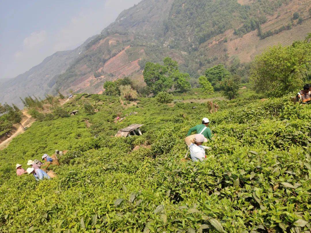 每年清明前,茶农趁清晨时刻采摘新茶,挑选一芽一叶的古树鲜叶