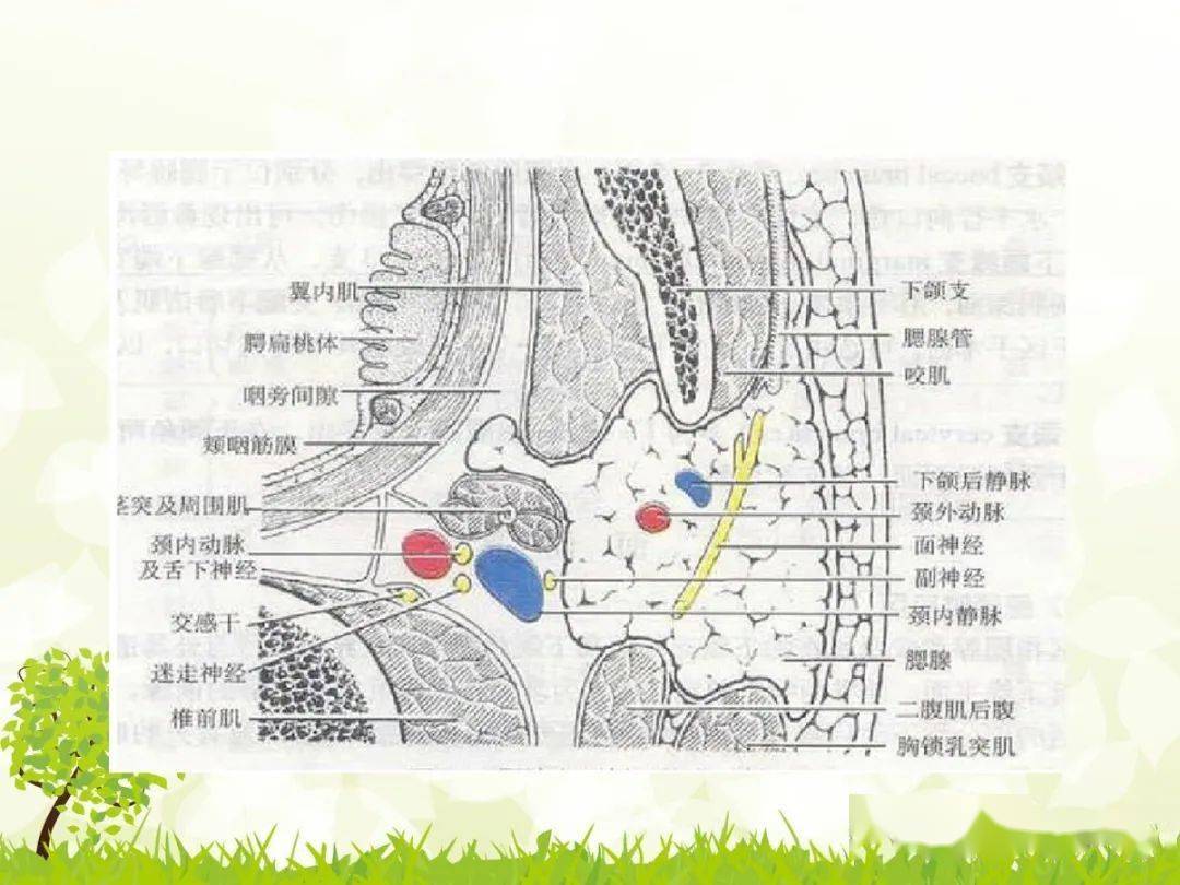 咽旁间隙解剖及常见病变影像表现