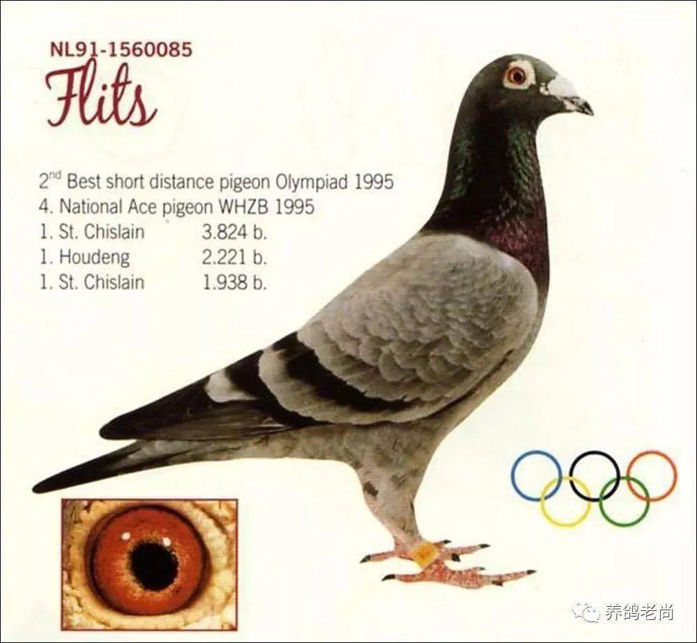 闪电号▲浅斑05▲保时捷邦德▲可爱男孩▲卡普豪斯家族在2005年迎