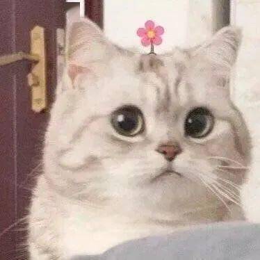xxx能有什么坏心眼系列表情  每次当小猫咪犯错时 用一脸无辜的眼神
