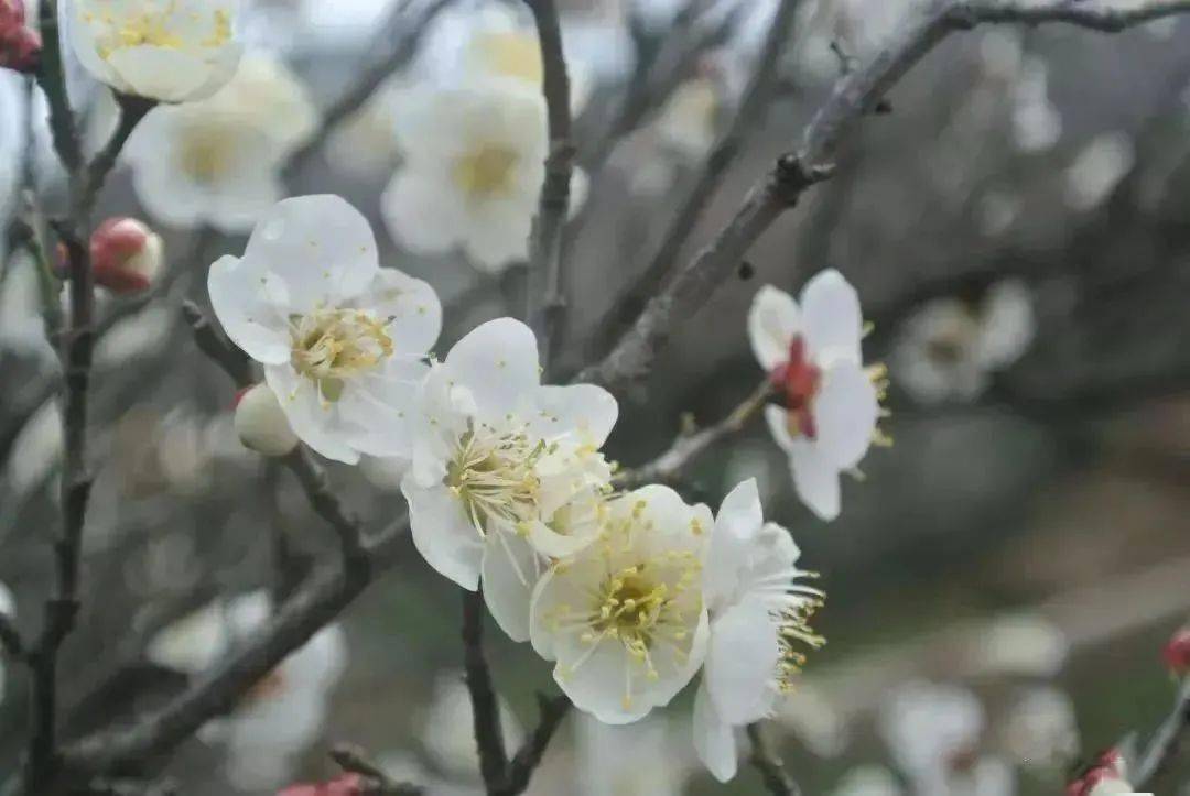 绍兴赏梅正当时,攻略来袭!_梅花