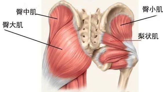 让臀部肌肉更发达呢?